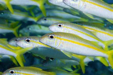 atlantic reef game fish|Common Reef Fish of Florida and the Caribbean .